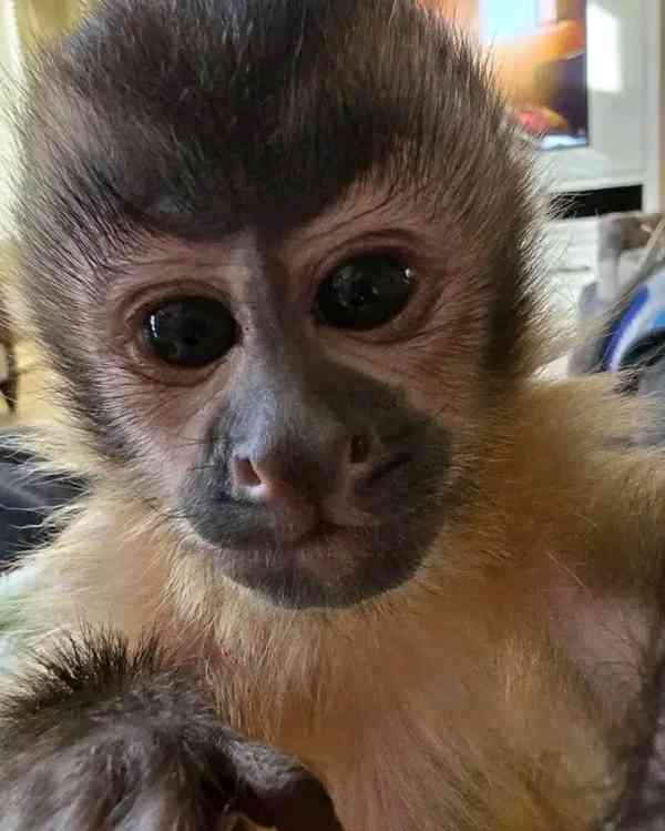  Energické milé kapucínské mládě   