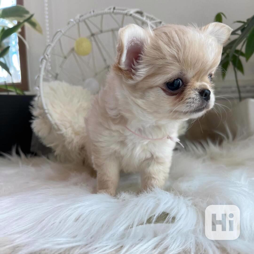 🐶 Krásná a skvělá štěňata čivav k dispozici! 🐶 - foto 1