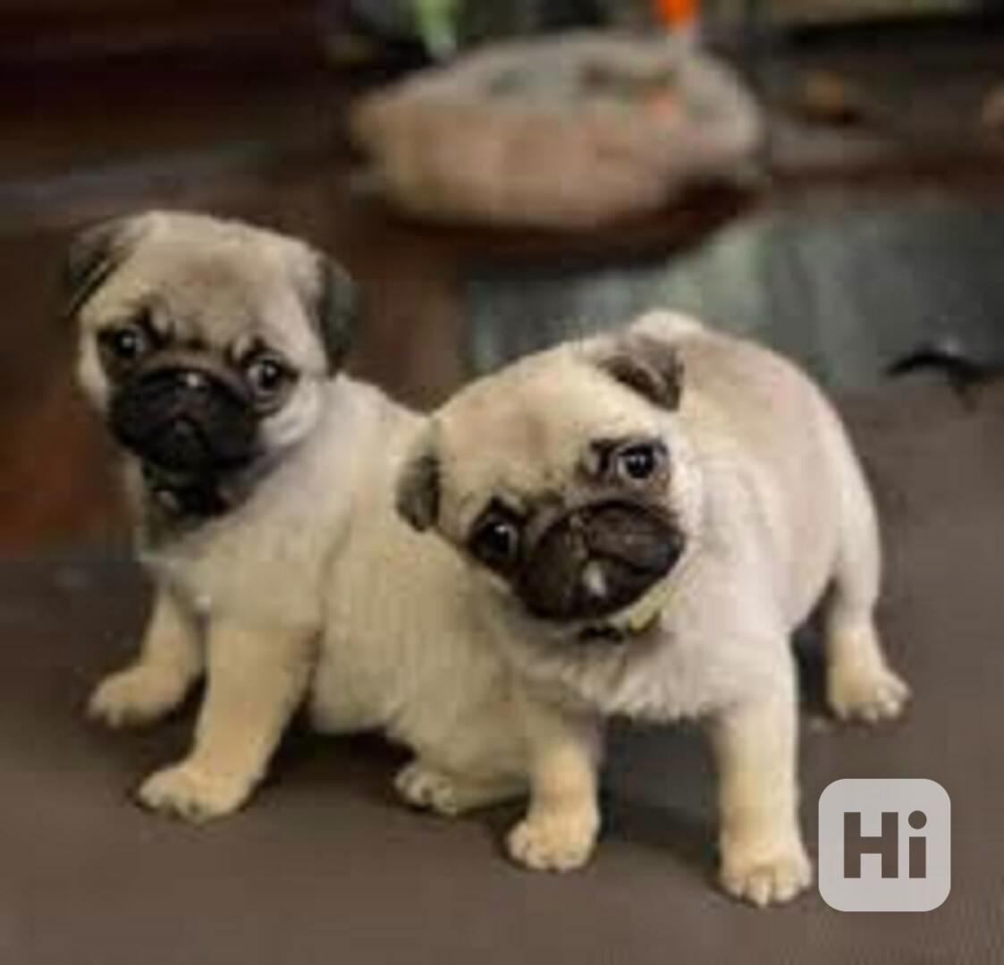 Úžasná štěňata Mops - foto 1