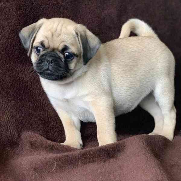 Úžasná štěňata Mops - foto 2