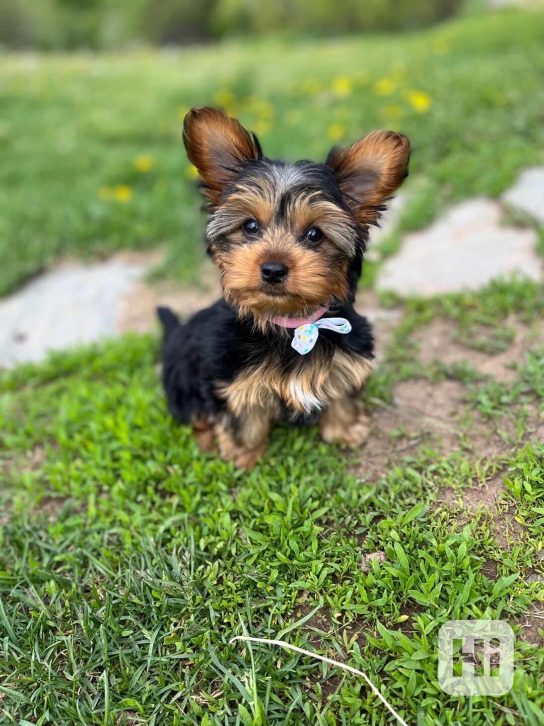 Rozkošná štěňata yorkshirského teriera k adopci - foto 1