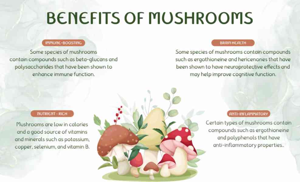 BUY MUSHROOMS ONLINE FAST DELIVERY