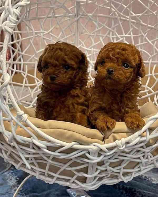 Štěňata roztomilého toy pudla k dispozici - foto 1