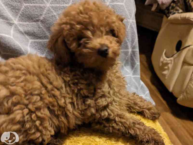 Štěňata roztomilého toy pudla k dispozici - foto 2