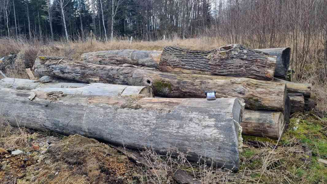 Modřín kulatina a Topol kulatina - foto 3