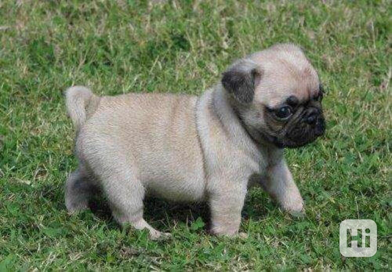 Přátelská štěňata mopse k adopci - foto 1