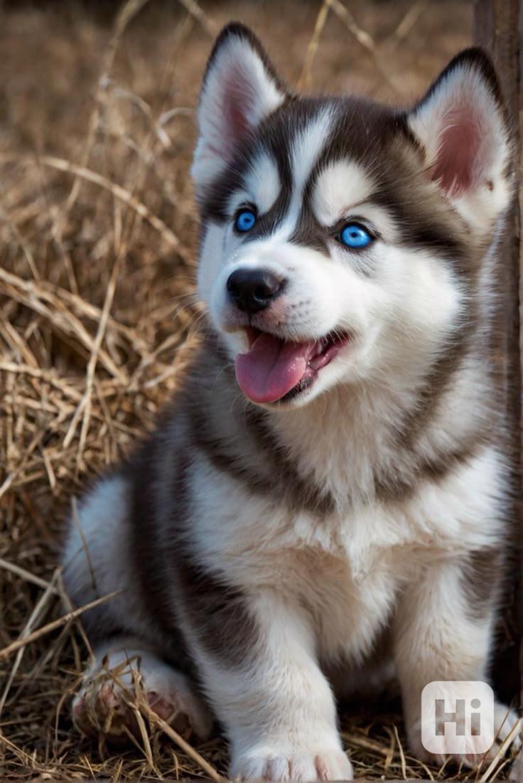 Sibiřský husky štěňata - foto 1