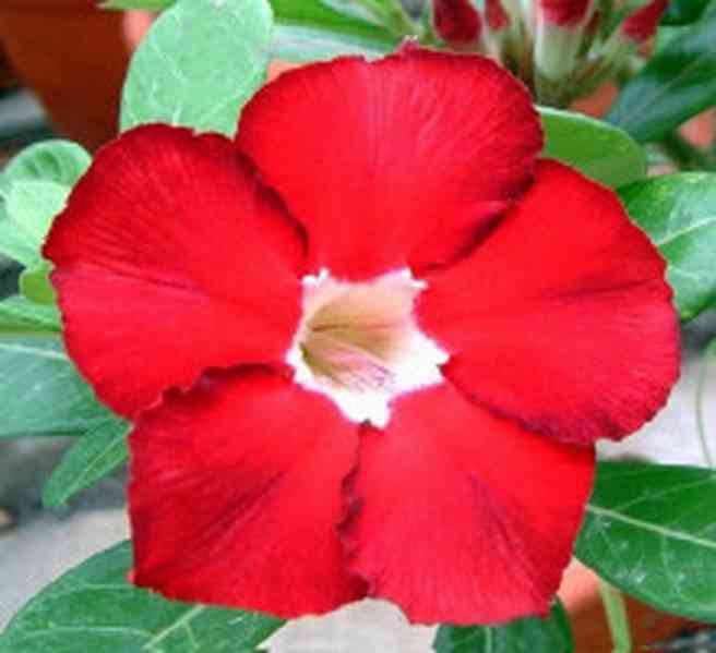 semena Adenium obesum royal ruby