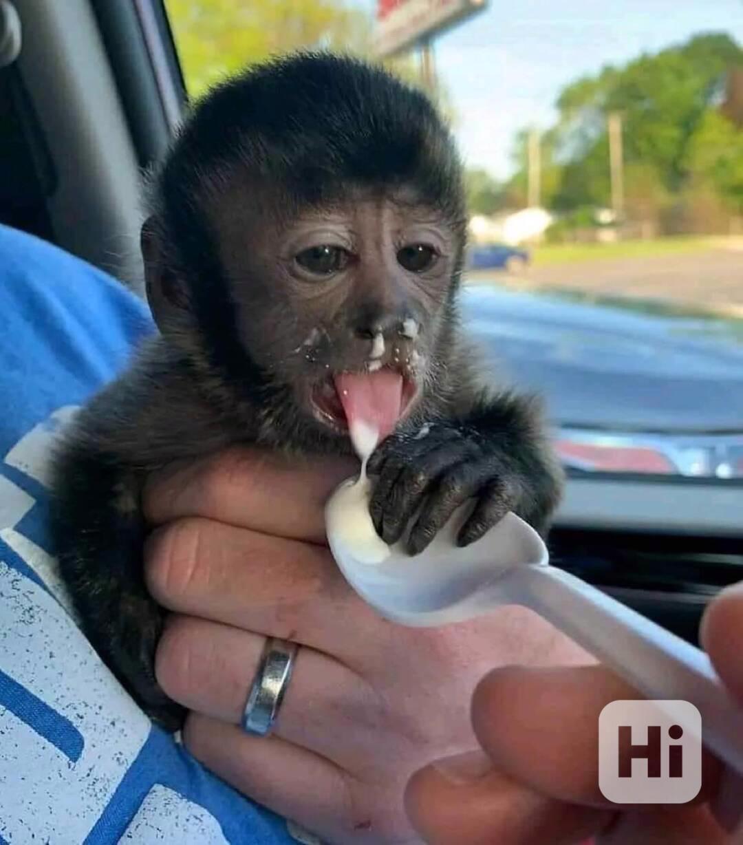 Zdravé kapucínské opice k dispozici – kluci i holčičky - foto 1