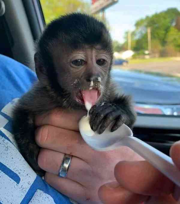 Zdravé kapucínské opice k dispozici – kluci i holčičky