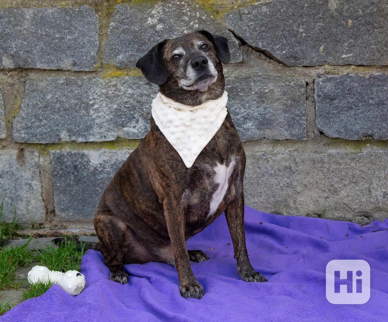 BERT - 24 kg, kastrovaný psík 11 let  - foto 1