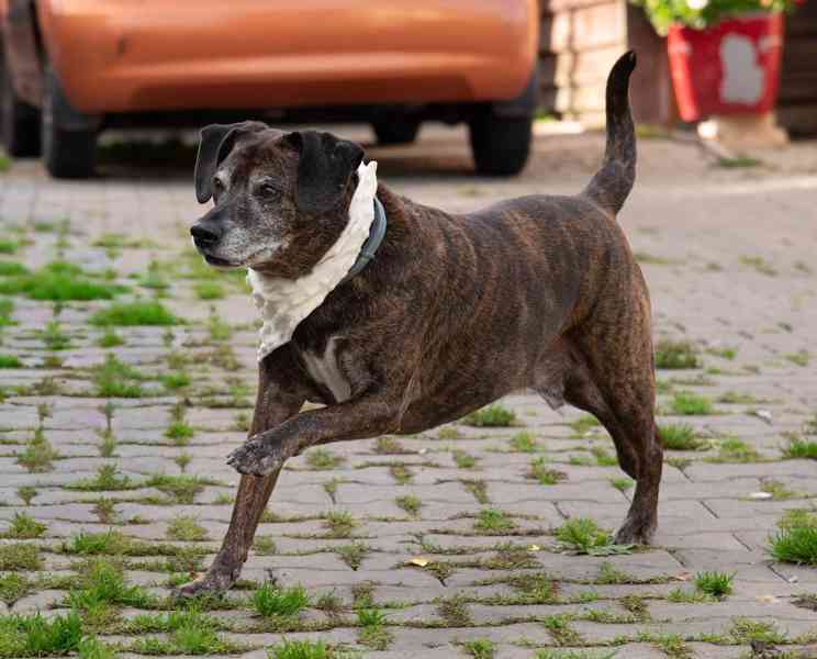 BERT - 24 kg, kastrovaný psík 11 let  - foto 5