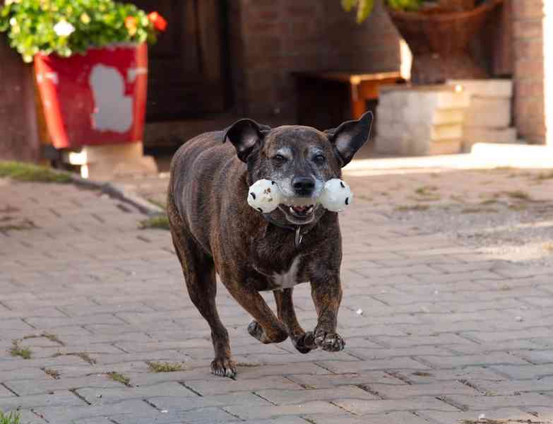 BERT - 24 kg, kastrovaný psík 11 let  - foto 3