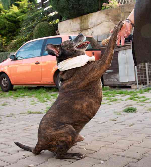 BERT - 24 kg, kastrovaný psík 11 let  - foto 4