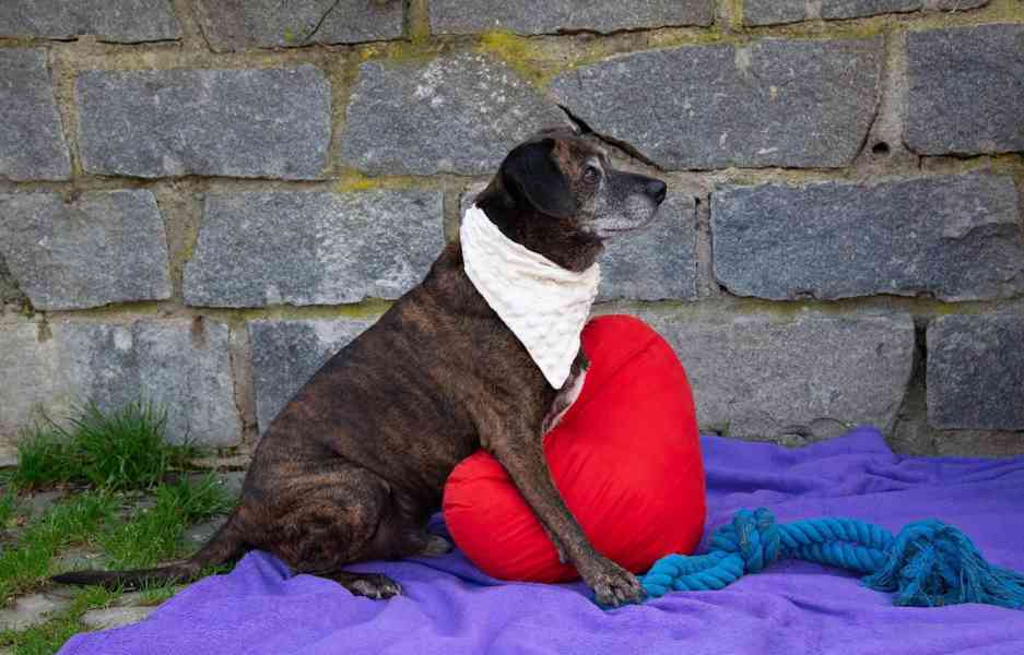 BERT - 24 kg, kastrovaný psík 11 let  - foto 2
