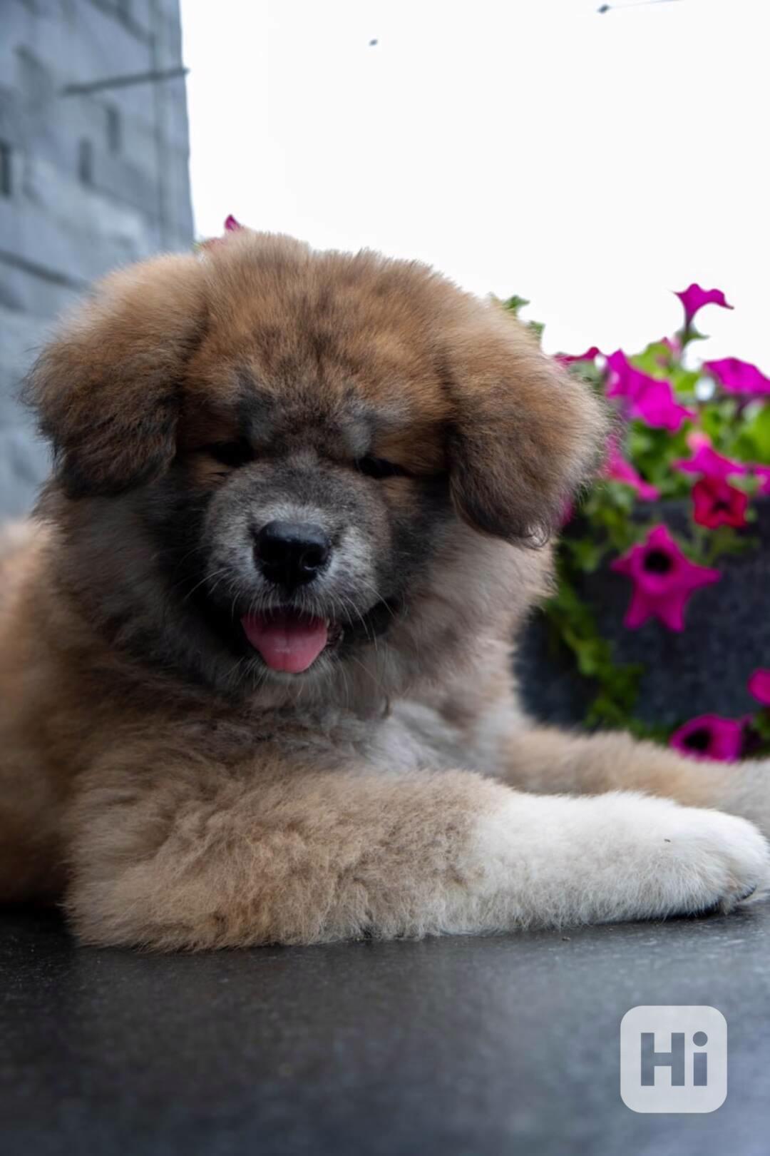 Rozkošný dlouhosrstý červený pejsek Akita Inu s rodokmenem  - foto 1