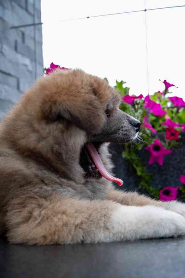 Rozkošný dlouhosrstý červený pejsek Akita Inu s rodokmenem  - foto 8