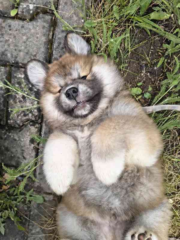 Rozkošný dlouhosrstý červený pejsek Akita Inu s rodokmenem  - foto 4