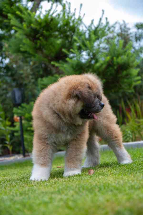 Rozkošný dlouhosrstý červený pejsek Akita Inu s rodokmenem  - foto 6