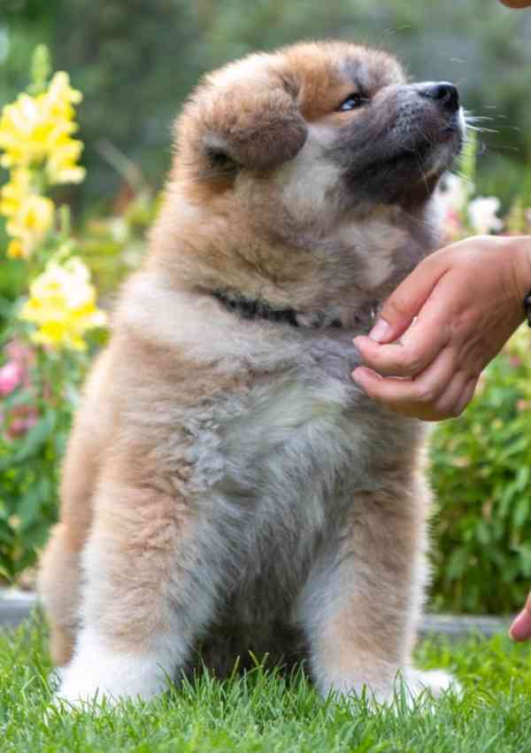 Rozkošný dlouhosrstý červený pejsek Akita Inu s rodokmenem  - foto 5