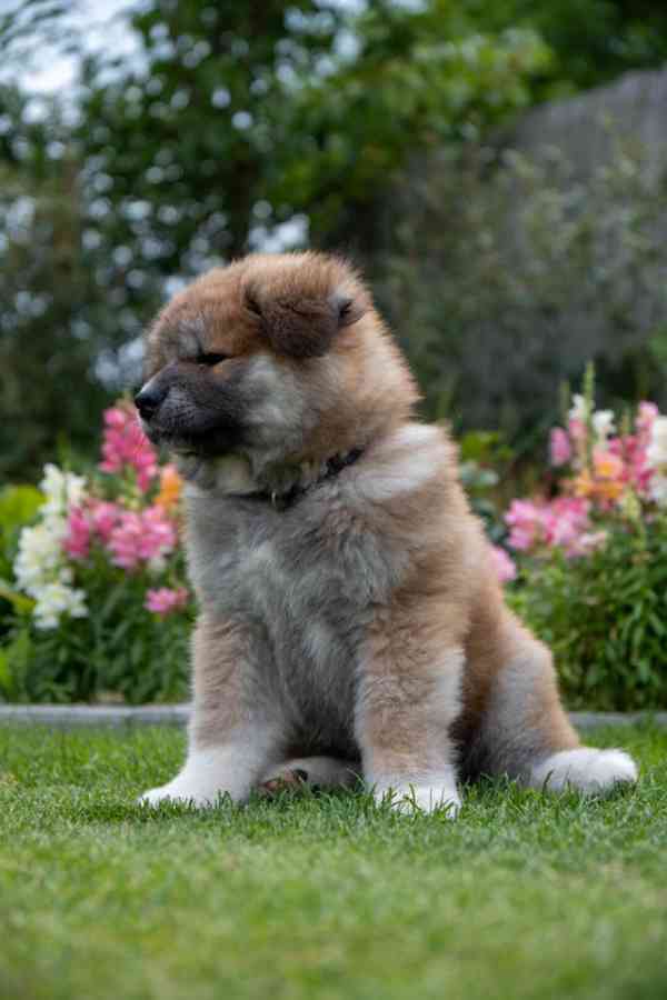 Rozkošný dlouhosrstý červený pejsek Akita Inu s rodokmenem  - foto 7