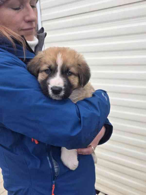 Štěňata ovčáka z Highlandu!!!.. - foto 4