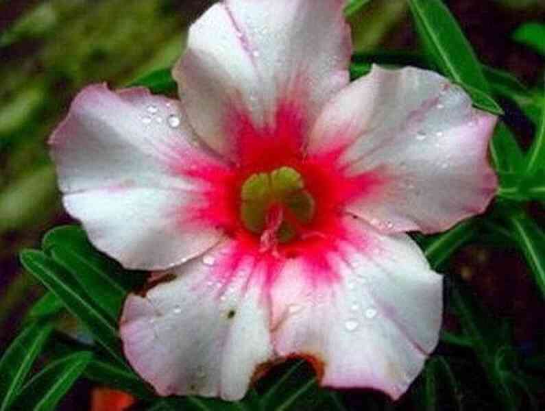 Adenium obesum 'morning glory' - semena