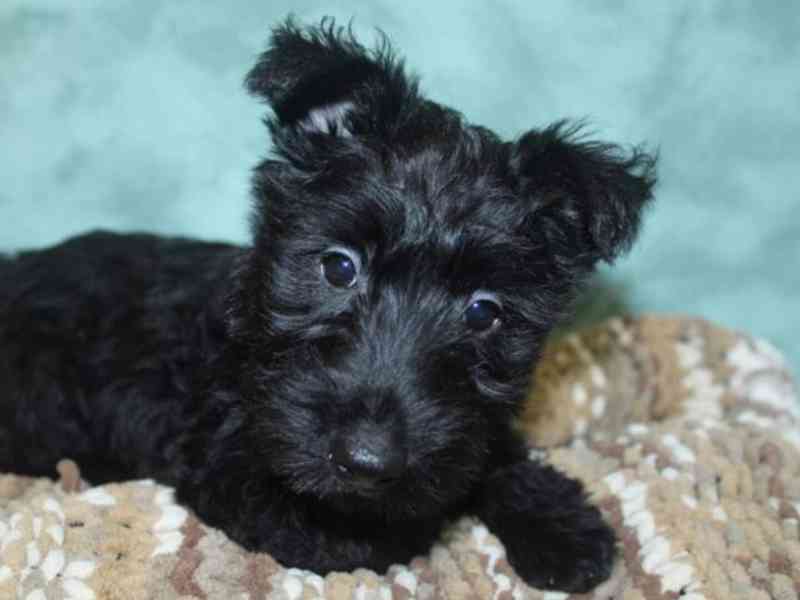 Scottish Terrier black female  - foto 1