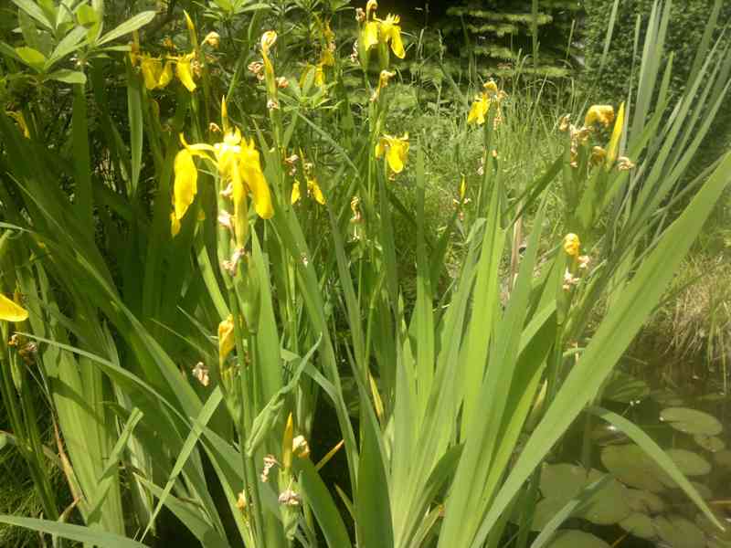 Kosatec žlutý (Iris) - vodní bahenní rostlina / ORLOVÁ - foto 3