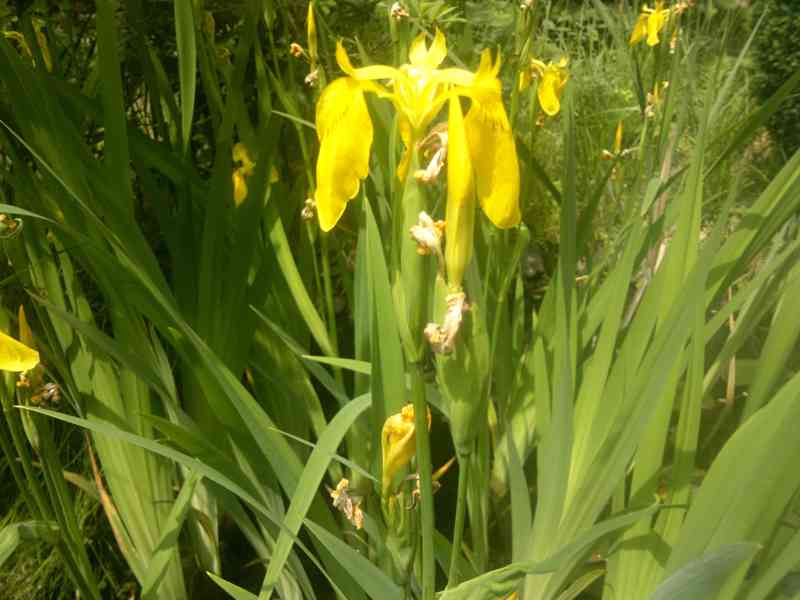 Kosatec žlutý (Iris) - vodní bahenní rostlina / ORLOVÁ - foto 1