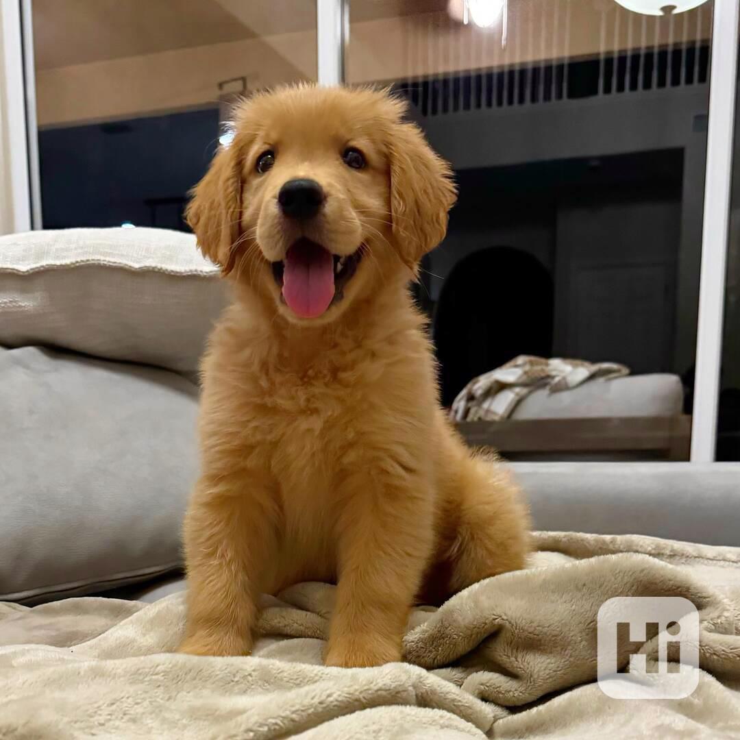 ✨ **Štěňata zlatého retrívra - foto 1