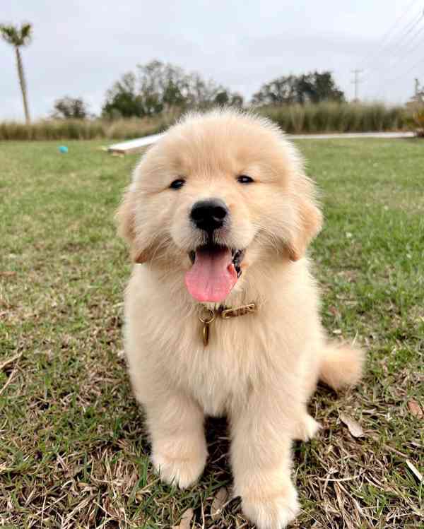 ✨ **Štěňata zlatého retrívra - foto 2