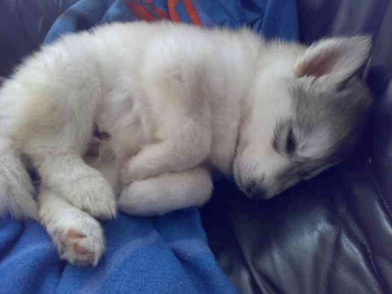 Sibiřští husky štěňata sPP - foto 2