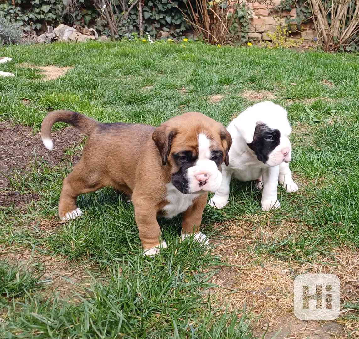 Německý boxer- štěňátka  - foto 1