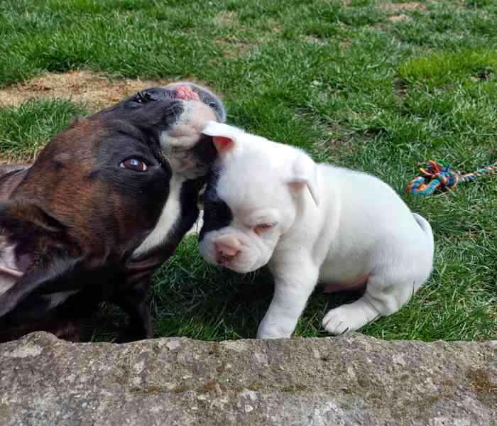 Německý boxer- štěňátka  - foto 5