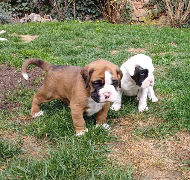 Německý boxer- štěňátka  - foto 1