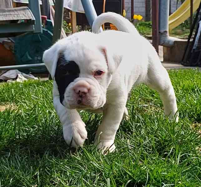 Německý boxer- štěňátka  - foto 4