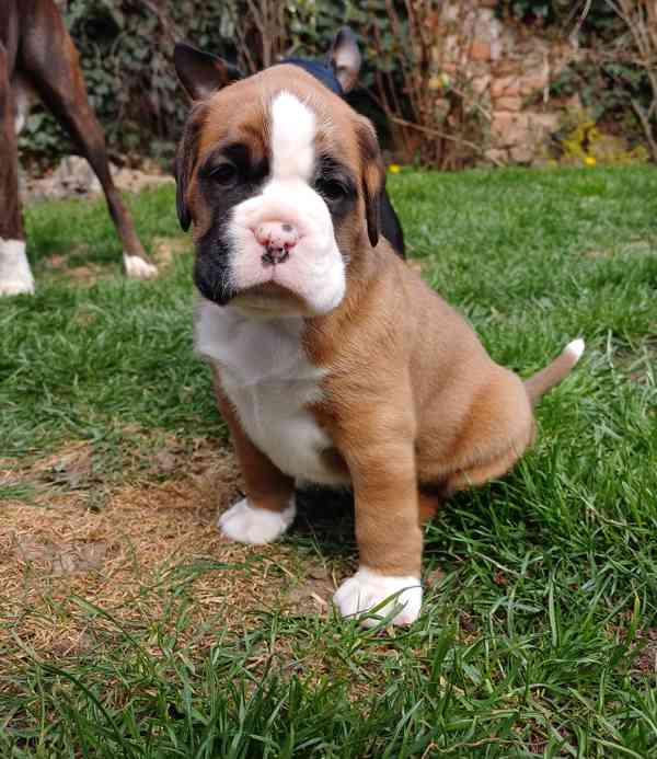 Německý boxer- štěňátka  - foto 3