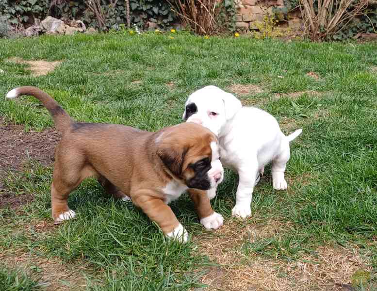 Německý boxer- štěňátka  - foto 6