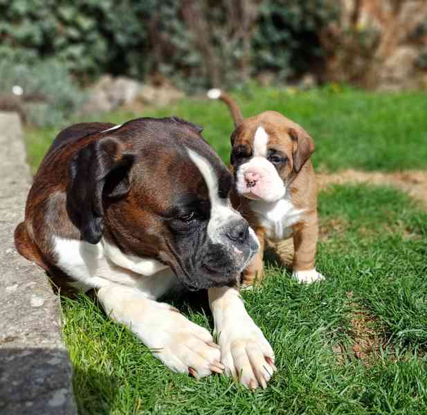 Německý boxer- štěňátka  - foto 2