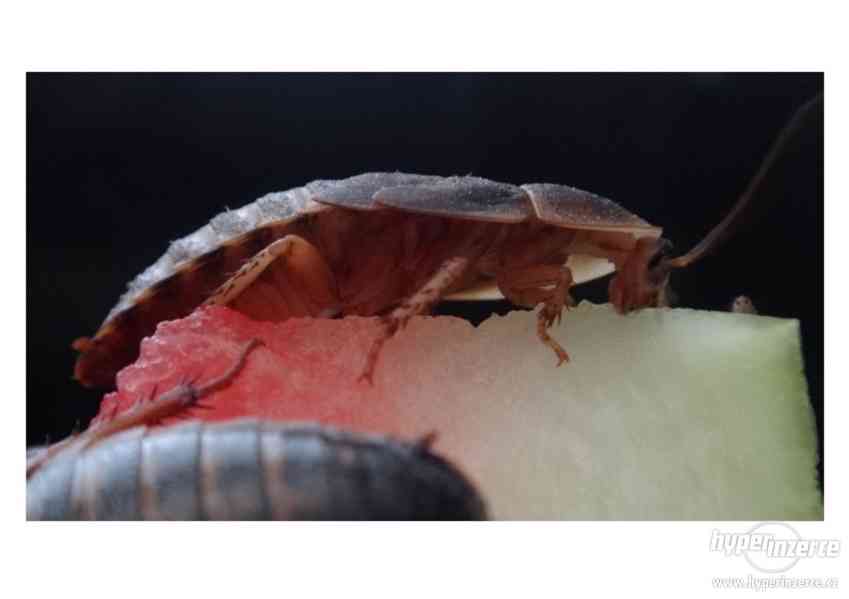 Prodám šváby argentinské Blaptica dubia, poradím s chovem - foto 1