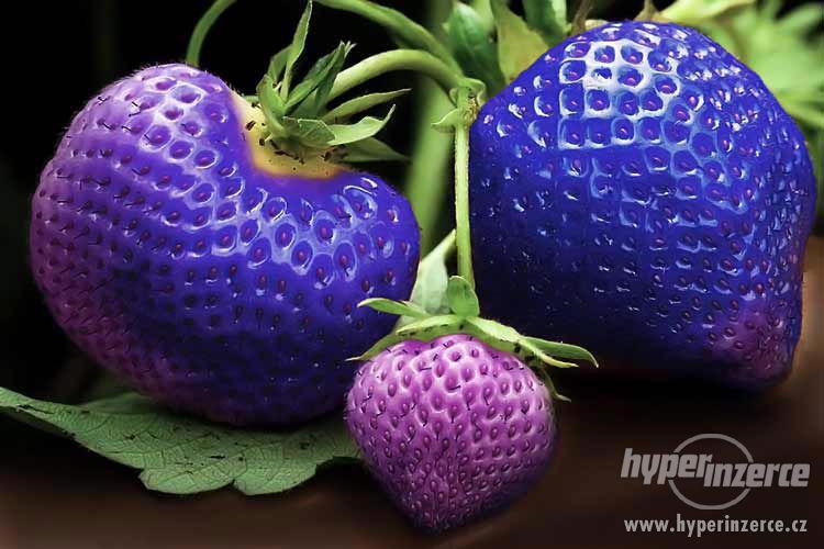 Modré jahody - semena 50 ks. - foto 1