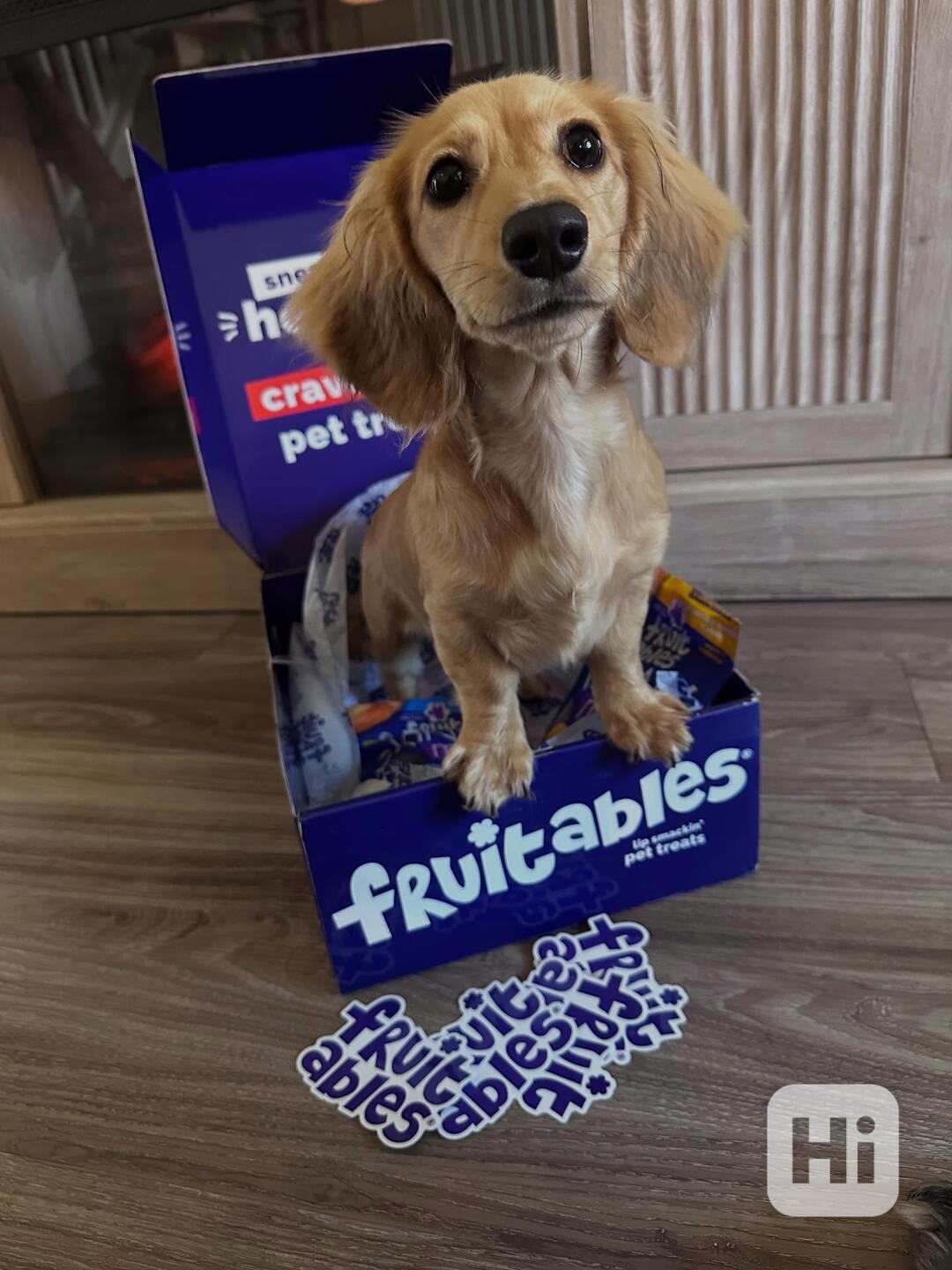 🐶 Roztomilá štěňátka jezevčíka hledají milující domov! 🌟 - foto 1