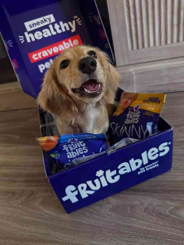 🐶 Roztomilá štěňátka jezevčíka hledají milující domov! 🌟 - foto 4