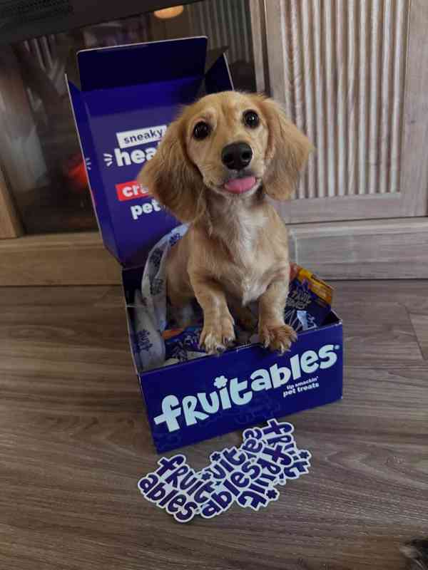 🐶 Roztomilá štěňátka jezevčíka hledají milující domov! 🌟 - foto 3