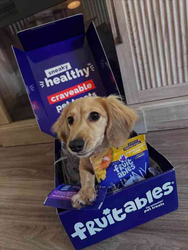 🐶 Roztomilá štěňátka jezevčíka hledají milující domov! 🌟 - foto 2