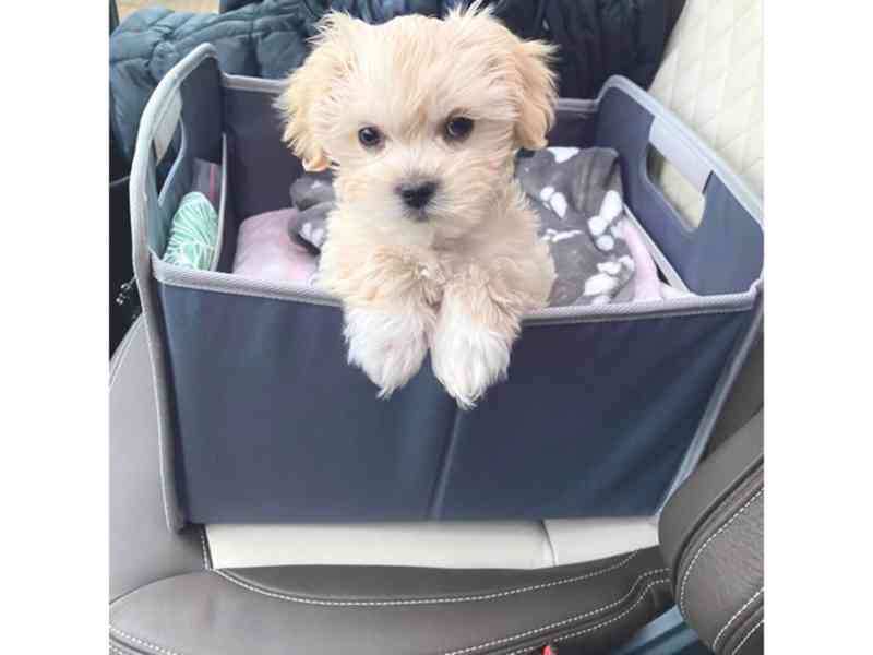 Domowe szczenięta Sweet Maltipoo - foto 1