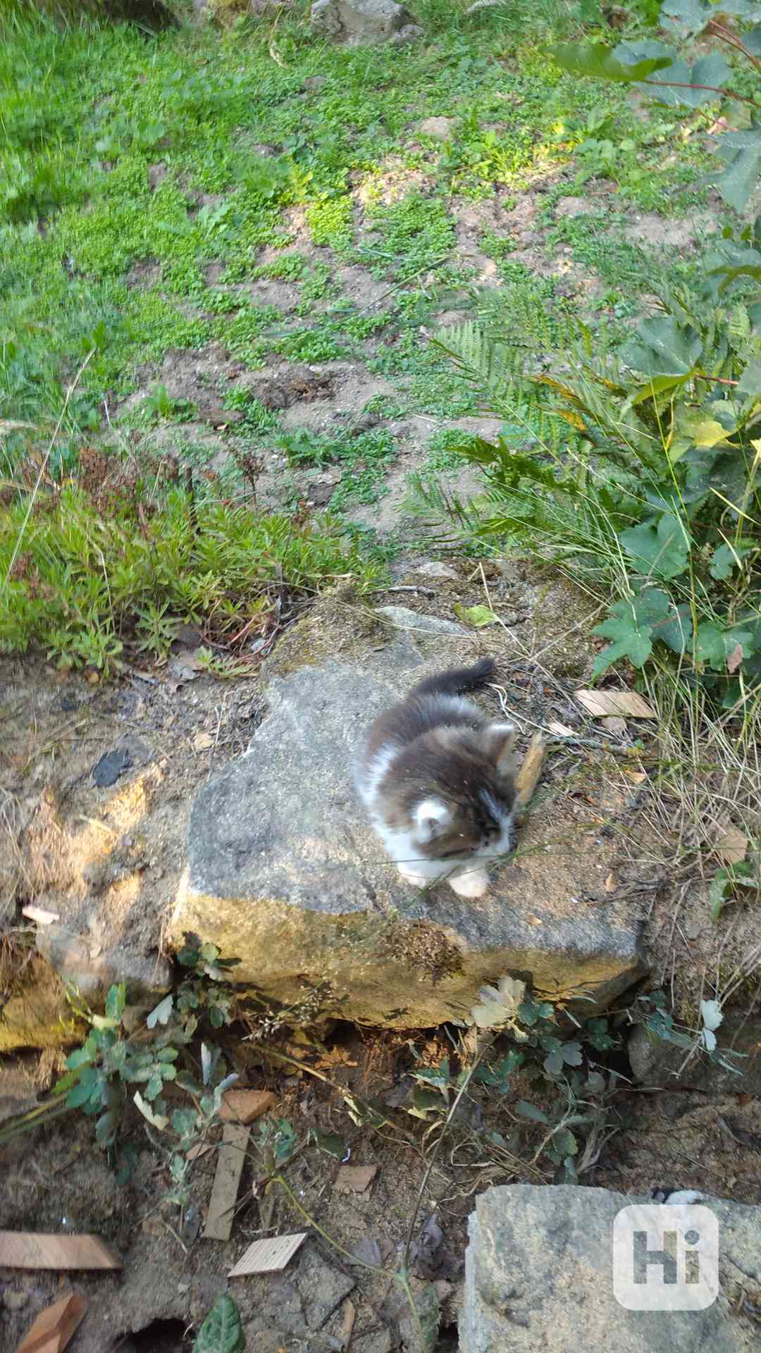 Darování kočičky - foto 1