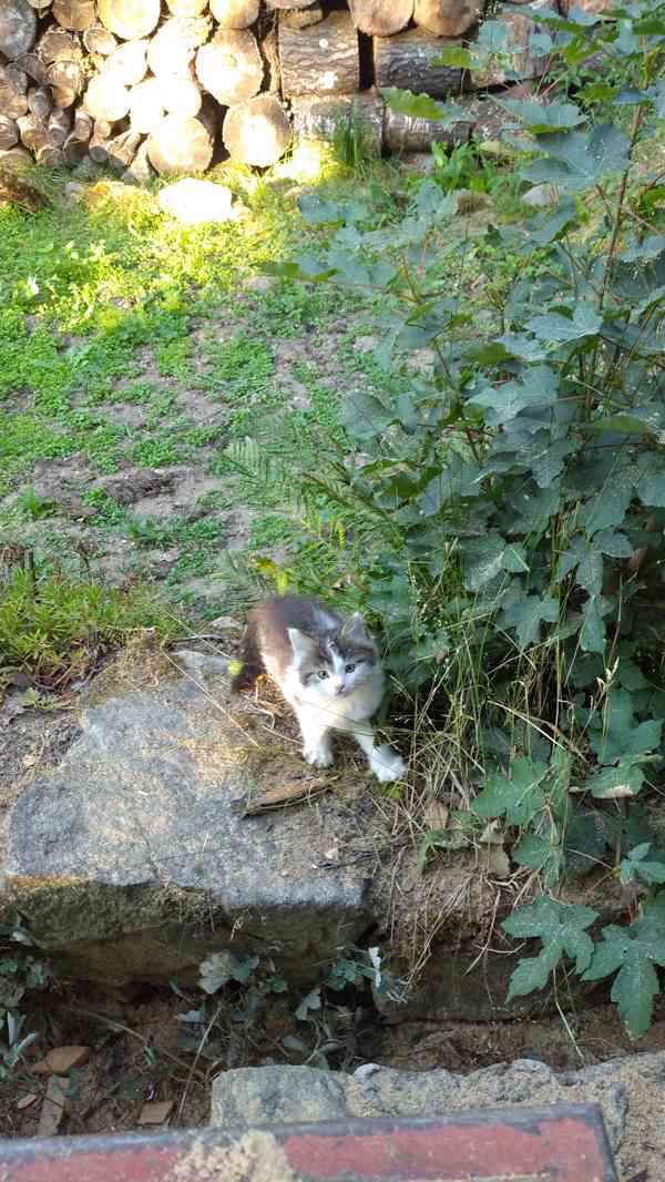Darování kočičky - foto 2