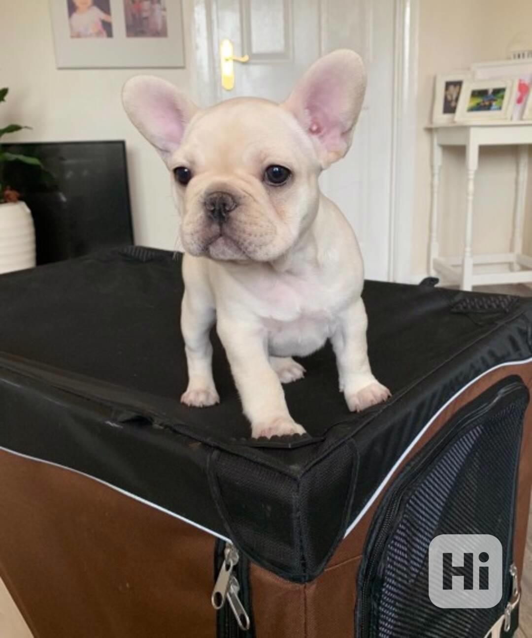 Zdravý francouzský buldoček - foto 1